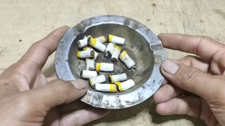 Terbongkar! Puntung Rokok Bekas Dicampur Cuka Ternyata Bisa Usir Tikus dan Serangga Membandel