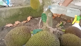 Pohon Nangka Mepet Tembok Tapi Buahnya Segede Ember, Ini Rahasia Racikan Pupuk Alaminya!