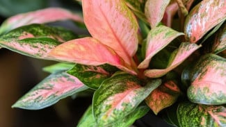 Aglonema Daunnya Mengkerut? Auto Lurus Tegak Kinclong, Ini Rahasia Perawatannya!