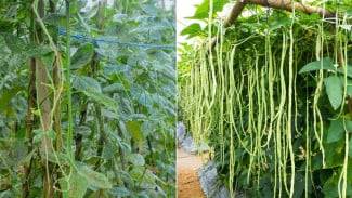 Sulap Galon Bekas Jadi Kebun Mini, Kacang Panjang dan Kangkung Ikut Tumbuh Subur Bareng