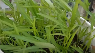 Tanam Kangkung Pakai Karung, Panen Kilat 35 Hari! Tips Rahasia Media Tanam Anti Gagal