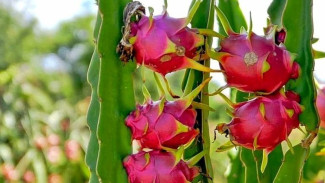 Tips Menanam Pohon Buah Naga di Halaman Rumah Agar Berbuah Lebat, Hasilnya Bikin Nagih!