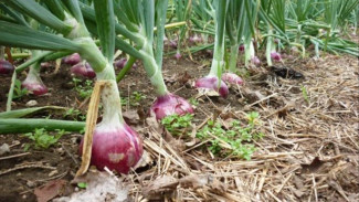 Tips Menanam Bawang Merah di Halaman Rumah, Yuk Ubah Gabut Jadi Sesuatu Bermanfaat!