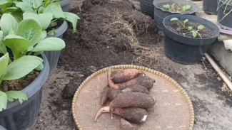 Cara Menanam Singkong dalam Pot untuk Panen Berkualitas dan Berlimpah