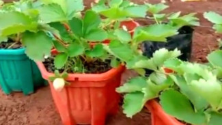 Tips Menanam Strawberry di Pot agar Cepat Subur dan Berbuah Lebat dalam 2 Bulan! Wajib Coba Tutorialnya