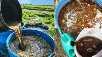 Tips Membuat Pupuk Cair Ajaib Agar Tanaman Padi Tetap Subur Meski di Musim Kemarau!
