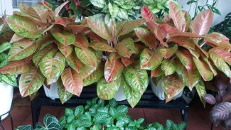 12 Trik Mudah Rawat Tanaman Hias Jadi Subur dan Cantik, Pemula Wajib Paham!