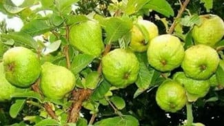 Tips Agar Jambu Biji Berbuah Tanpa Henti, Cocok untuk Tabulampot Depan Rumah