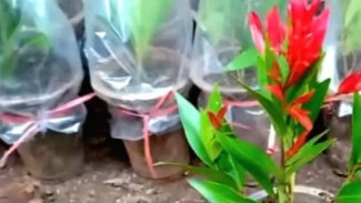 Stek Bunga Pucuk Merah! Teknik Perbanyakan Tanaman yang Mudah dan Cepat, Pencinta Bunga Harus Coba!