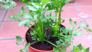 Tips Menanam Seledri di dalam Pot yang Harus Diketahui Emak-emak, Bisa Ditanam Dekat Dapur Rumah!
