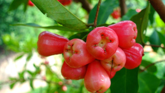 Pohon Jambu Kamu Mandul? Cuma Dipangkas Dikit Sama Disiram Cairan Ini, Langsung Buahnya Sebakul!