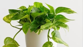 Rumah Gerah Kayak Oven? Sulap Jadi Adem dengan 5 Tanaman Hias Penyelamat Ini!