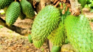 Trik Ampuh Pohon Sirsak Lebih Cepat Berbuah dengan Teknik Sambung Samping! Petani Pemula Wajib Coba Caranya!