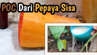 Ampuh! POC Pepaya Busuk Ini Mampu Suburkan Tanaman dan Melebatkan Buah, Cara Bikinnya Mudah
