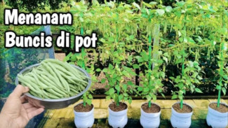 Punya Polybag di Rumah? Coba Taburkan Benih Buncis, Ini Cara Menanam Buncis Agar Panen Melimpah