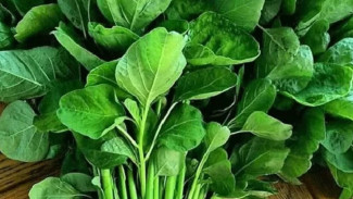 Panen Bayam Setiap Hari? Coba Cara Gila Ini, Cuma 15 Hari Sudah Siap Dimasak!