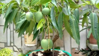 Tak Perlu Pupuk Kimia! Ini 3 Cara Memaksa Pohon Mangga Berbuah, Mudah dan Simple