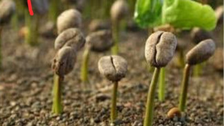 Cara Mudah Semai Biji Berkulit Keras, Lebih Praktis dan Lebih Cepat Berkecambah
