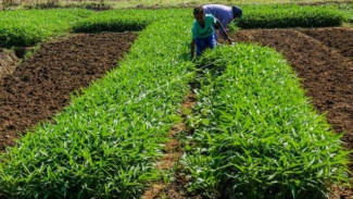 Lebih Mudah! Ini Trik Menanam Kangkung dari Benih yang Cepat Tumbuh dan Segera Panen