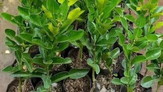 Ingin Daun Jeruk Purut Rimbun Optimal? Yuk, Terapkan 2 Trik Ampuh Ini!