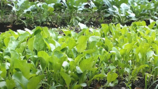 Auto Gagal Panen! Ini 10 Blunder Fatal Petani Pemula Saat Menanam Sawi yang Sering Diabaikan