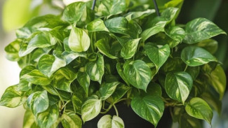 Pot Sirih Gading Gitu-gitu Aja? Bikin Menjuntai Lebat Mirip Hutan, Ternyata Gampang Banget!