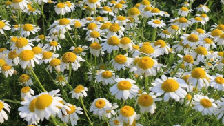 Susah Tidur di Malam Hari? Coba 5 Tanaman Herbal Ini untuk Atasi Insomnia