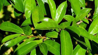 3 Tanaman Herbal Berkhasiat Tinggi Ini Sering Disalahgunakan, Waspadai Efeknya