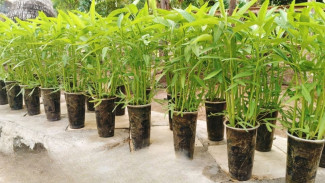 Cuma Butuh Gelas Bekas dan Tanah, Bisa Panen Kangkung dalam 22 Hari, Nggak Nyangka!