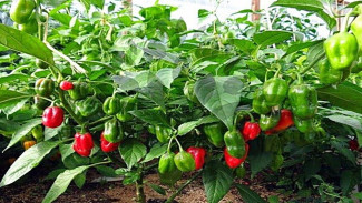 Cara Bikin Kebun Cabai Gendot Sendiri dari Benih Pasar, Tumbuh Lebat dan Siap Panen!