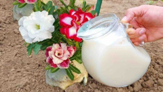 Racikan Yakult Jadi Pupuk Penyubur Alami, Tanaman Langsung Berbunga Lebat Minggu Depan!