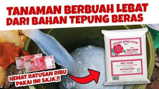 POC Tepung Beras Ini Mampu Bersaing dengan Pupuk Apapun, Tanaman Subur dan Berbuah Lebat
