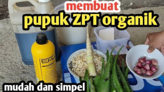 Rahasia Pupuk ZPT Organik Homemade Tanpa Ribet, Pakai Toge dan Rebung Murah Meriah!