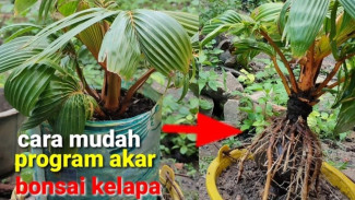 Ingin Membuat Akar Bonsai Kelapa Lebat dengan Plastik Biasa? Begini Cara Mudahnya