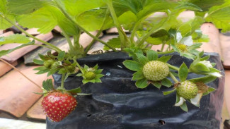 Stroberimu Kecil dan Kurus? Coba Semprot Resep Ini Sebelum Jam 9 Pagi, Lihat Hasilnya!