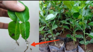 Lebih Praktis! Tanam Jeruk Purut dari Daun, Mudah dan Cepat Tumbuh