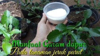 Pakai Garam! Daun Jeruk Purut Menggulung Hampir Layu Kembali Subur dan Segar