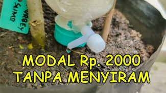Cara Mudah Bikin Drip Irrigation Sendiri Tanpa Listrik, Hanya Modal Botol Plastik