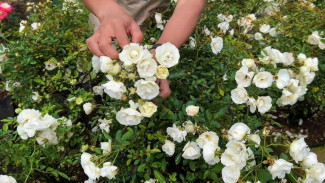 Mawar Tanpa Duri? Ada! Pesona Tanaman Hias Mawar Putih yang Bikin Mata Langsung Jatuh Cinta