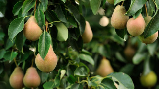 Modal Buah Supermarket! Ini Cara Sulap Biji Buah Pir Jadi Pohon Subur di Pekarangan