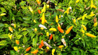 Rahasia Bunga Cabai Biar Nggak Gampang Rontok, Cuma Modal Ember dan Satu Sendok Bikin Kaget!