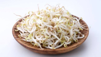 Cara Mudah Budidaya Tauge Kacang Hijau untuk Pemula, Cocok Buat Stok di Rumah