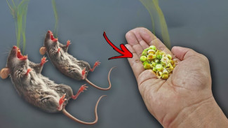 Tikus Hilang Seketika! Ramuan Dapur Ini Ternyata Ampuh Banget Bikin Mereka Ogah Datang Lagi