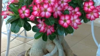Trik Perbanyak Tanaman Hias Adenium, Tumbuh Lebih Cepat dan Bunga Lebih Lebat!
