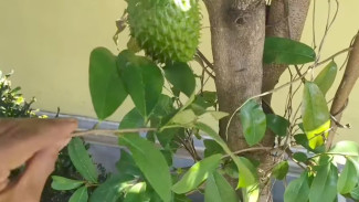 Rahasia Mengusir Tikus Pakai Daun Sirsak dan Kapur Barus, Rumah Bebas Hama Secara Alami dan Aman!