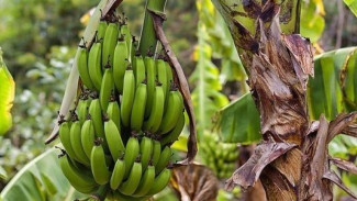 Tips Merawat Pohon Pisang Agar Berbuah Lebat dalam Waktu Dekat, Dijamin Bisa Dapat Untung Banyak!