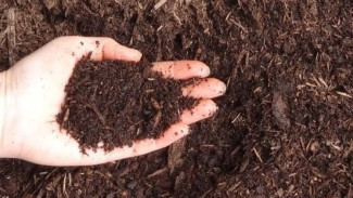 Tips Membuat Pupuk Urea ala Rumahan, Bisa Buat Tanaman Tumbuh Sehat dan Berbuah Banyak!
