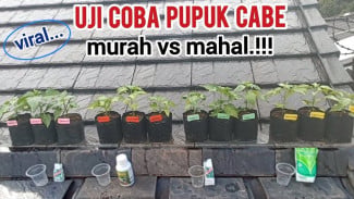 Pupuk Cabai Murah vs Mahal, Mana yang Bikin Tanaman Lebih Lebat dan Subur?