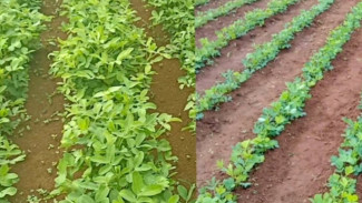 Panen Kacang Tanah Gagal Lagi? Begini Cara Lengkap Menanam dari Bibit Sampai Panen Raya