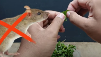 Tikus Ogah Masuk Rumah Gara-Gara Ramuan Ini! Cuma Pakai Daun Kemangi dan Sedikit Lada
